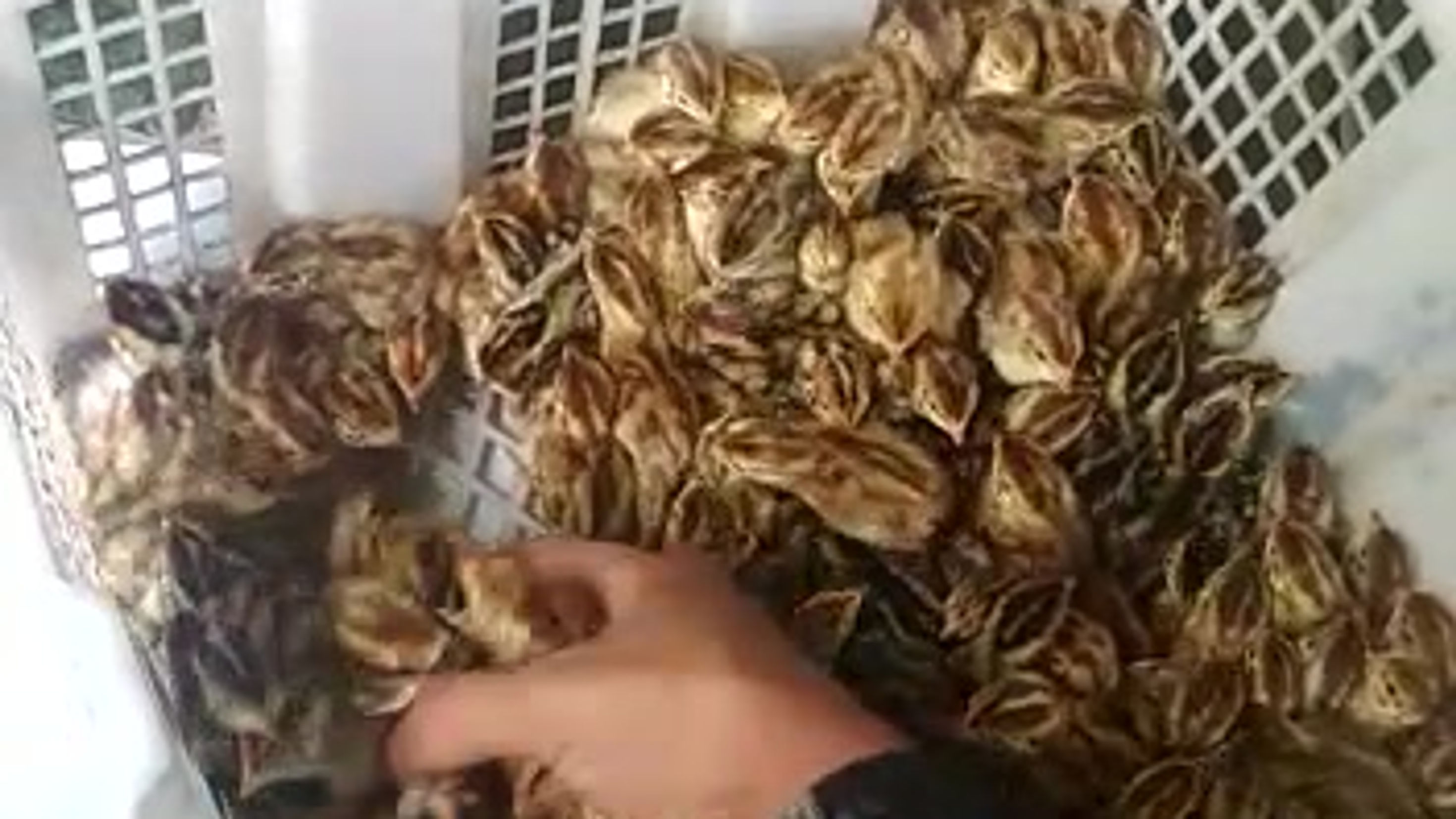 All Videos